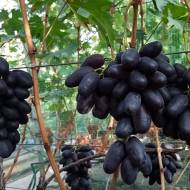 Саджанець Виноград Находка Калугіна в контейнері